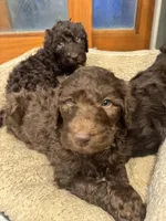 Forest , a male Labradoodle for sale in Prospect Heights, IL – Photo 3 of 3