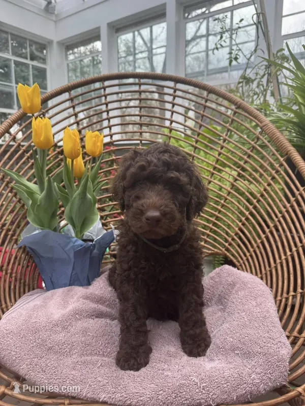 Forest  – Labradoodle puppy for sale in Prospect Heights, IL
