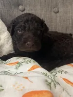 Mr. Azul , a male Labradoodle for sale in Prospect Heights, IL – Photo 3 of 4