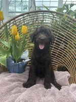 Mr. Azul , a male Labradoodle for sale in Prospect Heights, IL – Photo 1 of 4