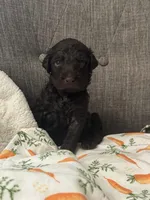 Mr. Azul , a male Labradoodle for sale in Prospect Heights, IL – Photo 4 of 4