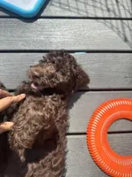 Mr. Azul , a male Labradoodle for sale in Prospect Heights, IL – Photo 2 of 4