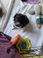 Tony , a male Labradoodle for sale in Prospect Heights, IL – Photo 3 of 3