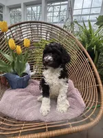 Tony , a male Labradoodle for sale in Prospect Heights, IL – Photo 1 of 3