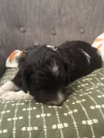 Tony , a male Labradoodle for sale in Prospect Heights, IL – Photo 2 of 3