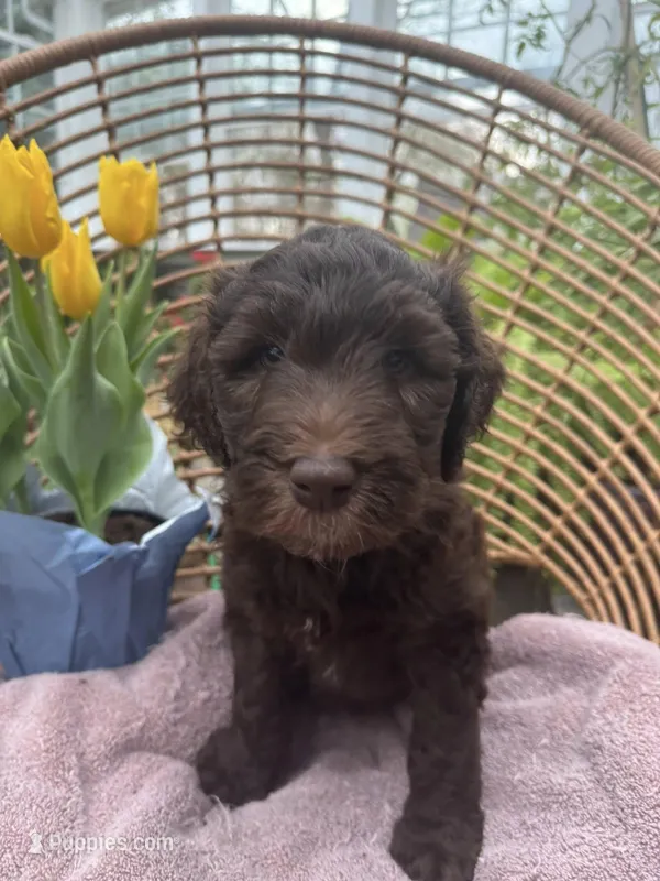 Green Lantern  – Labradoodle puppy on hold in Prospect Heights, IL