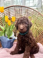 Celeste, a male Labradoodle for sale in Prospect Heights, IL – 1 of 3