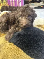 Celeste, a male Labradoodle for sale in Prospect Heights, IL – 2 of 3