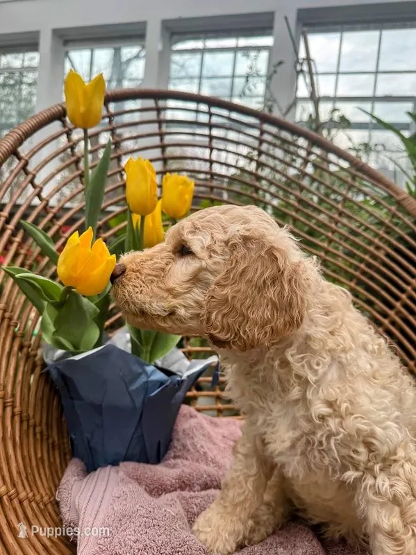 Noodles – Labradoodle puppy for sale in Prospect Heights, IL