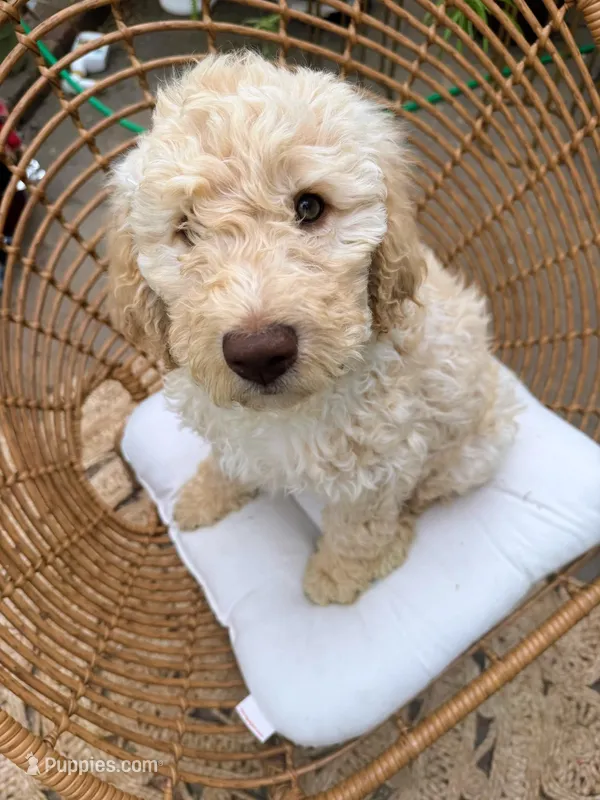 Noodles – Labradoodle puppy for sale in Prospect Heights, IL