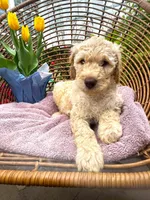 Noodles, a male Labradoodle for sale in Prospect Heights, IL – 2 of 2