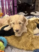 Sunny, a male Labradoodle for sale in Prospect Heights, IL – Photo 3 of 3