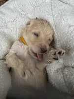 Sunny, a male Labradoodle for sale in Prospect Heights, IL – Photo 2 of 3