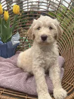 Sunny, a male Labradoodle for sale in Prospect Heights, IL – Photo 1 of 3