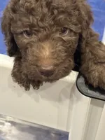 Celeste, a male Labradoodle for sale in Prospect Heights, IL – 3 of 3