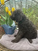 Celeste, a male Labradoodle for sale in Prospect Heights, IL – Photo 2 of 2