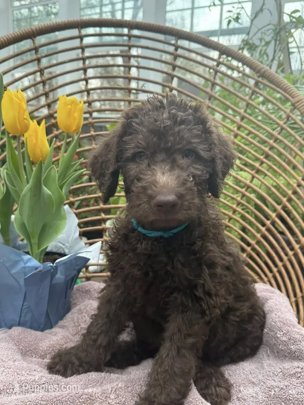 Celeste – Labradoodle puppy for sale in Prospect Heights, IL