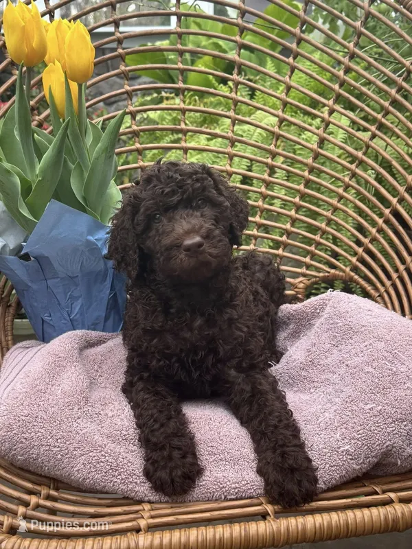 Cupid  – Labradoodle puppy on hold in Prospect Heights, IL