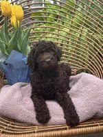Cupid , a male Labradoodle for sale in Prospect Heights, IL – Photo 1 of 2