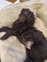 Cupid , a male Labradoodle for sale in Prospect Heights, IL – Photo 2 of 2