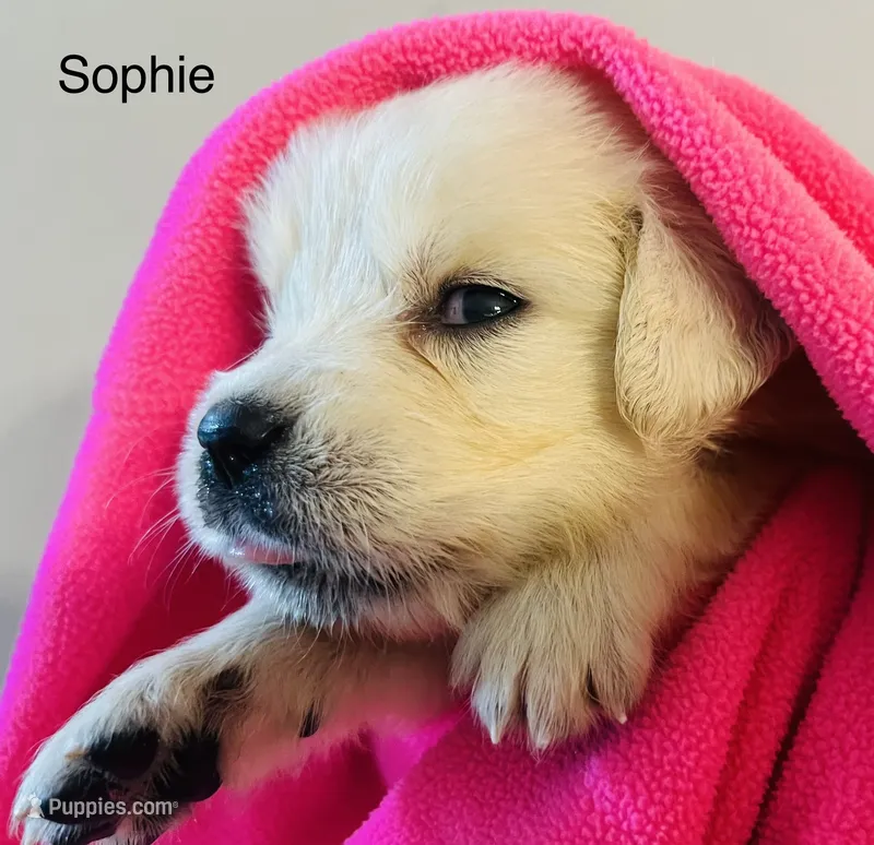 Sophie – Golden Retriever puppy for sale in Dunnellon, FL
