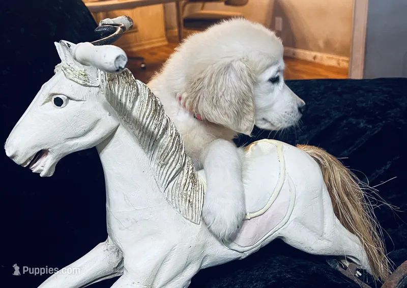 Scarlett – English Cream Golden Retriever puppy for sale in Dunnellon, FL