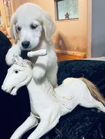 Summer, a female English Cream Golden Retriever for sale in Dunnellon, FL – 3 of 7
