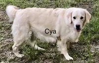 Sky, a female Golden Retriever for sale in Dunnellon, FL – 9 of 10