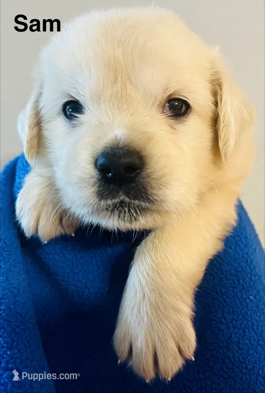 Sam – Golden Retriever puppy for sale in Dunnellon, FL