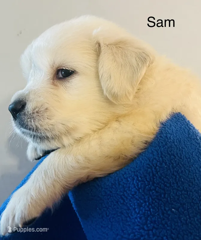 Sam – Golden Retriever puppy for sale in Dunnellon, FL
