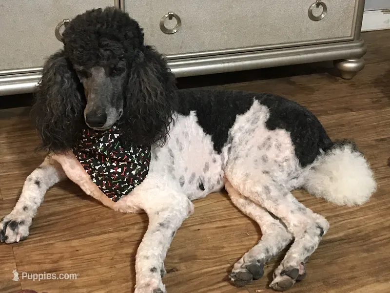 Sylvie – Poodle - Standard  puppy for sale in Dunnellon, FL