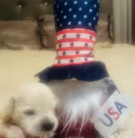 Sophie, a female Golden Retriever for sale in Dunnellon, FL – 3 of 4
