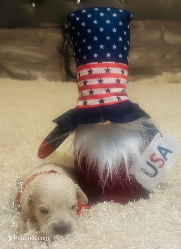 Sky – Golden Retriever puppy for sale in Dunnellon, FL