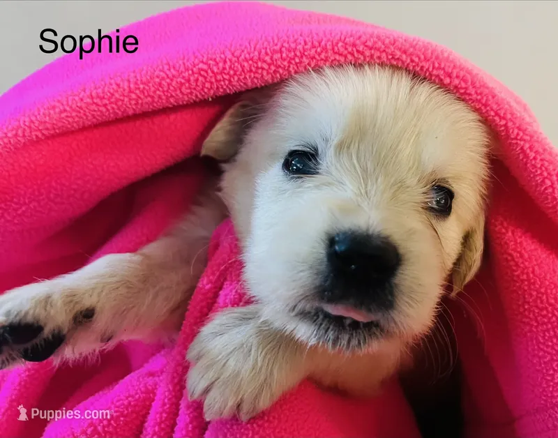 Sophie – Golden Retriever puppy for sale in Dunnellon, FL