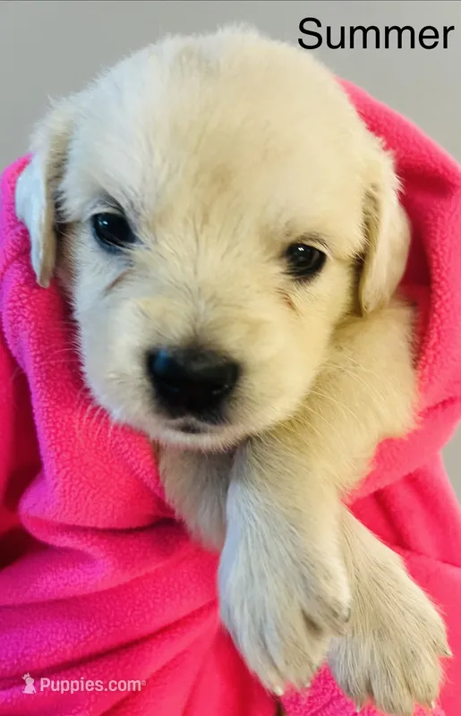 Summer – Golden Retriever puppy for sale in Dunnellon, FL