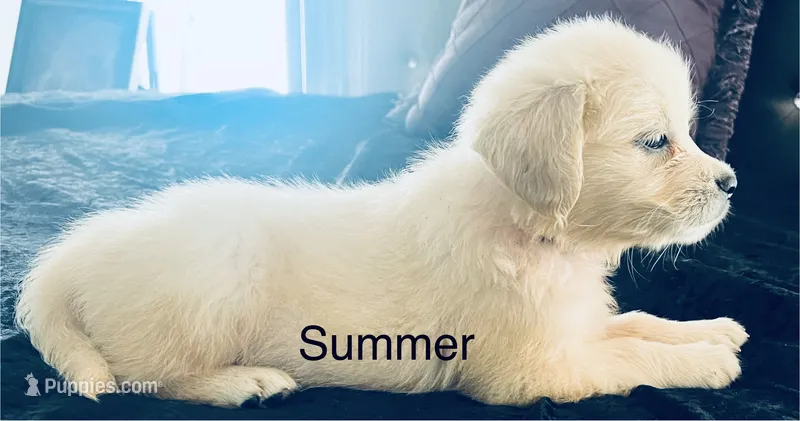Summer – English Cream Golden Retriever puppy for sale in Dunnellon, FL