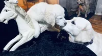 Sophie, a female English Cream Golden Retriever for sale in Dunnellon, FL – 4 of 10