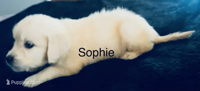 Sophie – Golden Retriever puppy for sale in Dunnellon, FL
