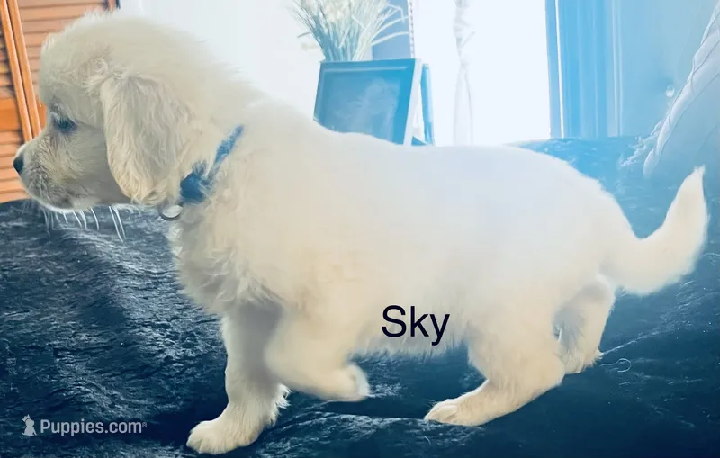 Sky – Golden Retriever puppy for sale in Dunnellon, FL