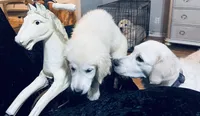Scarlett, a female Golden Retriever for sale in Dunnellon, FL – 5 of 7