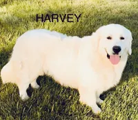 Scarlett, a female Golden Retriever for sale in Dunnellon, FL – 7 of 7