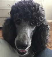 Sylvie, a female Poodle - Standard  for sale in Dunnellon, FL – 7 of 10