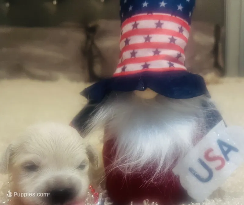 Sophie – Golden Retriever puppy for sale in Dunnellon, FL