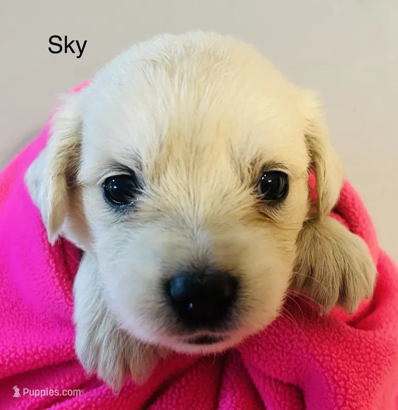 Sky – Golden Retriever puppy for sale in Dunnellon, FL