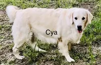 Scarlett, a female Golden Retriever for sale in Dunnellon, FL – 6 of 7