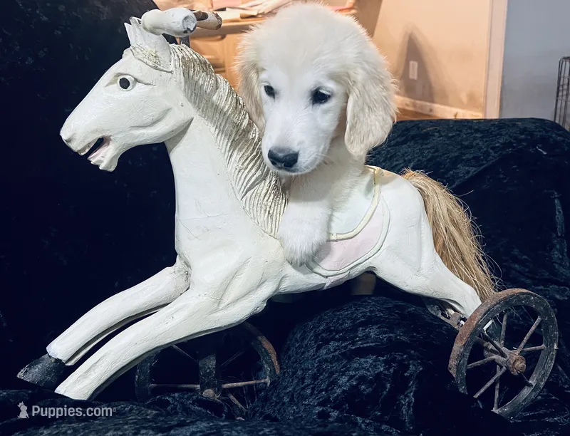 Scarlett – English Cream Golden Retriever puppy for sale in Dunnellon, FL