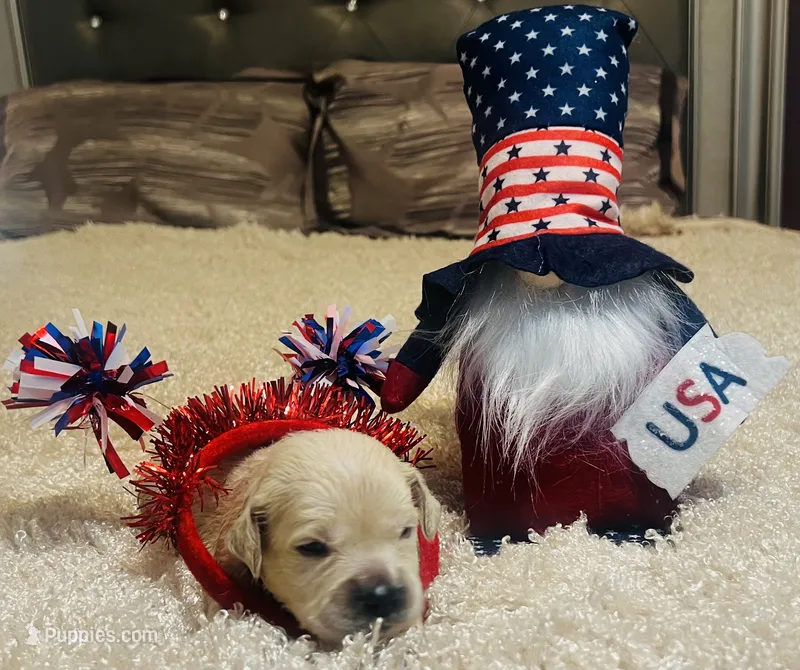Sam – English Cream Golden Retriever puppy for sale in Dunnellon, FL