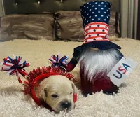Sam, a male English Cream Golden Retriever for sale in Dunnellon, FL – 1 of 4