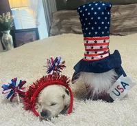 Sam, a male English Cream Golden Retriever for sale in Dunnellon, FL – 3 of 4