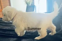 Summer, a female Golden Retriever for sale in Dunnellon, FL – 4 of 10